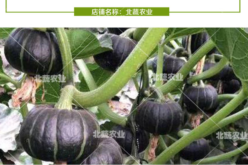 贝贝南瓜种子超甜绿贝贝小南瓜种籽四季甜面糯露天大棚种植