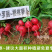 樱桃萝卜种子小萝丽A8好吃精品樱桃萝卜30天左右上市