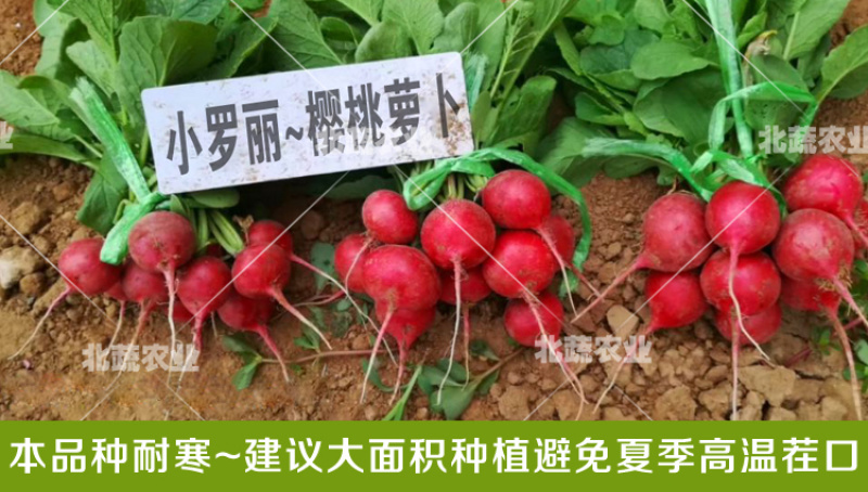 樱桃萝卜种子小萝丽A8好吃精品樱桃萝卜30天左右上市