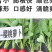 樱桃萝卜种子小萝丽A8好吃精品樱桃萝卜30天左右上市
