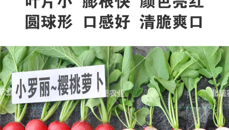 樱桃萝卜种子小萝丽A8好吃精品樱桃萝卜30天左右上市