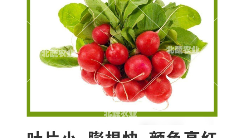 樱桃萝卜种子小萝丽A8好吃精品樱桃萝卜30天左右上市