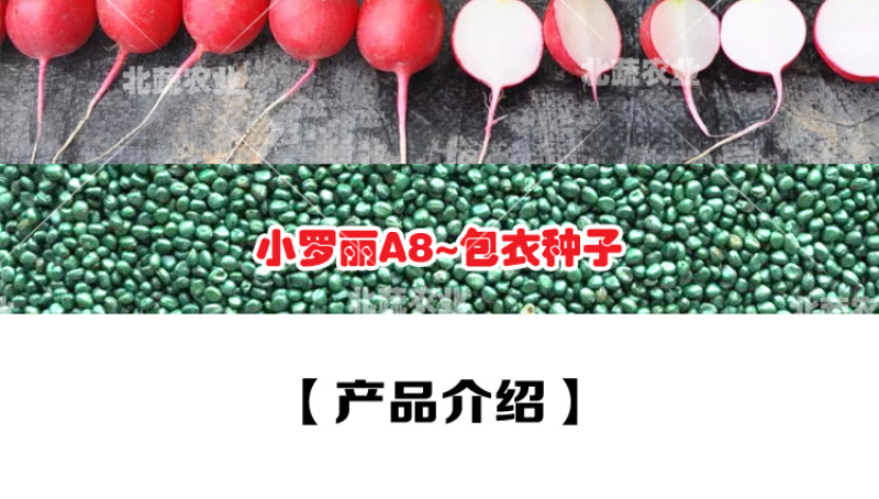 樱桃萝卜种子小萝丽A8好吃精品樱桃萝卜30天左右上市