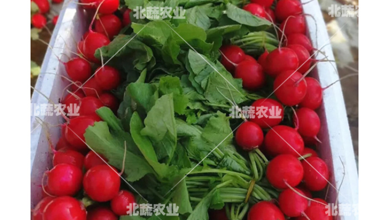 樱桃萝卜种子小萝丽A8好吃精品樱桃萝卜30天左右上市