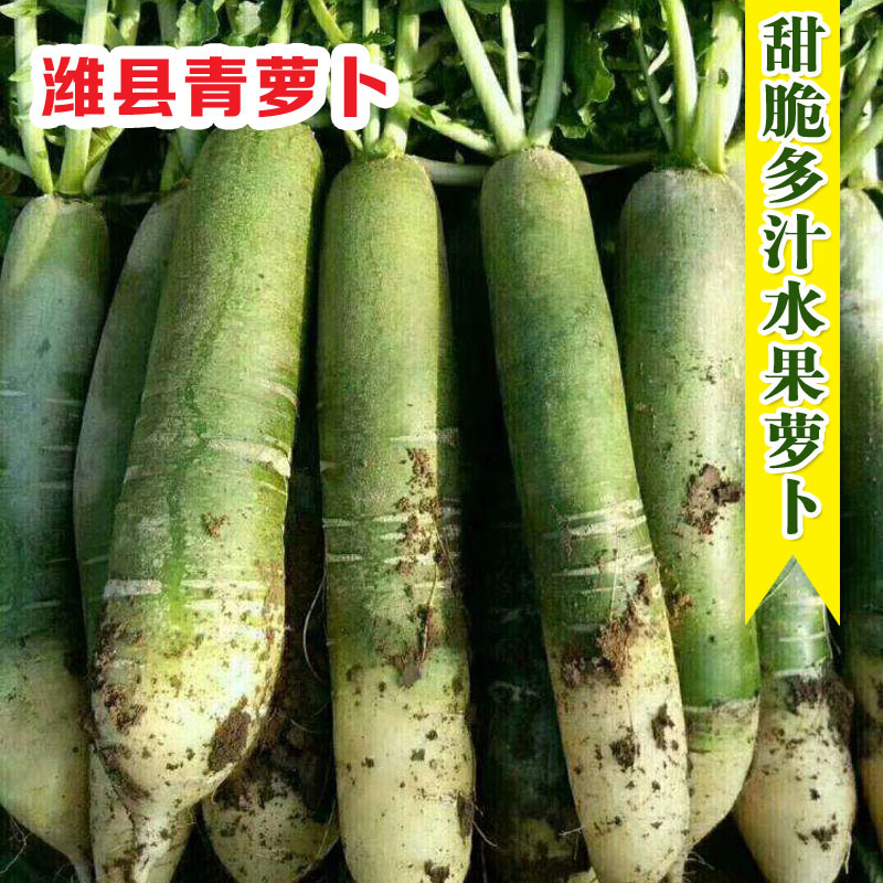萝卜种子潍县青萝卜种籽好吃潍坊水果萝卜种