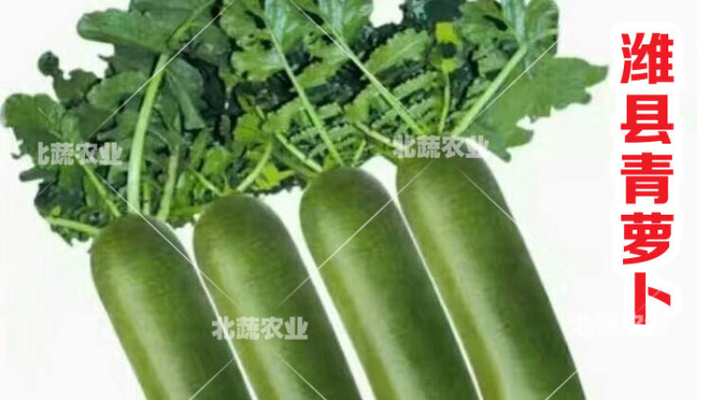萝卜种子潍县青萝卜种籽好吃潍坊水果萝卜种
