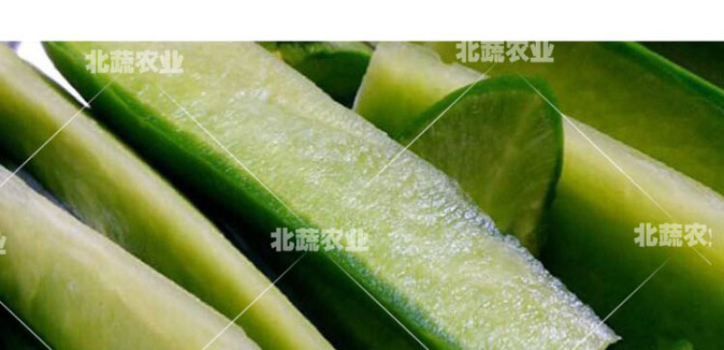 萝卜种子潍县青萝卜种籽好吃潍坊水果萝卜种