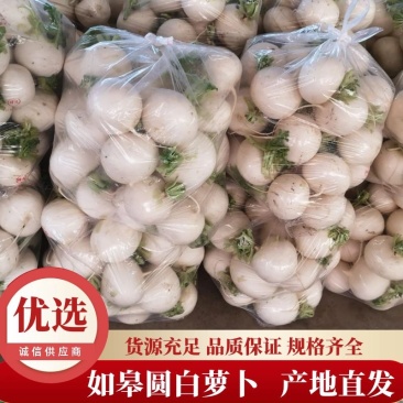 如皋圆白萝卜产地直销，大量供应！随行就市