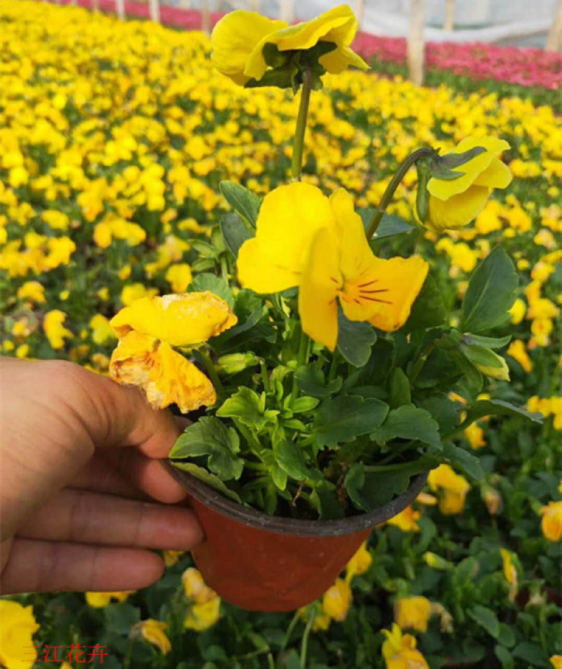 山东三色堇花苗价格三色堇基地销售青州花卉草花直销
