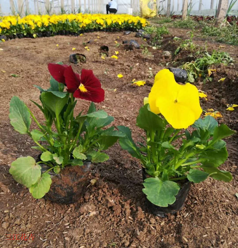 山东三色堇花苗价格三色堇基地销售青州花卉草花直销