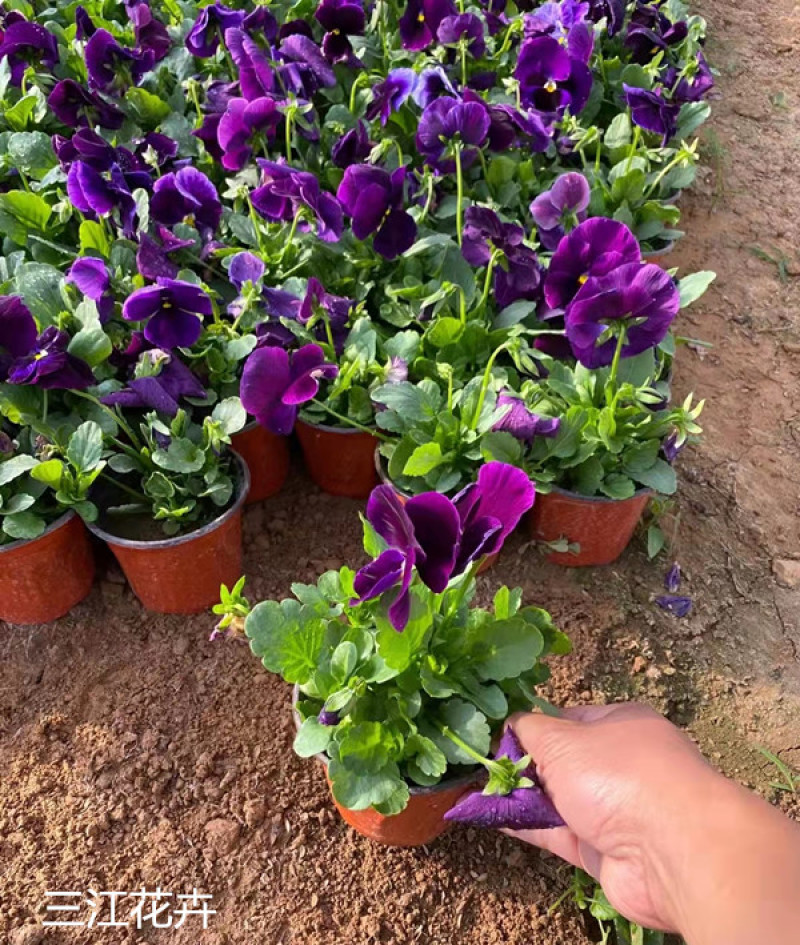山东三色堇花苗价格三色堇基地销售青州花卉草花直销