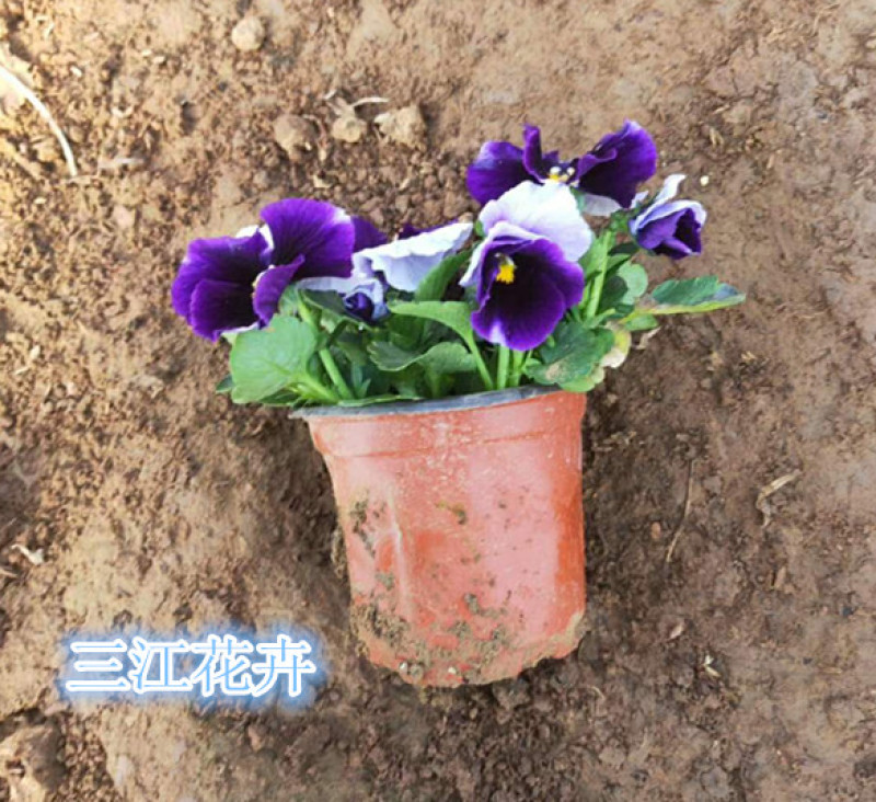 山东三色堇花苗价格三色堇基地销售青州花卉草花直销