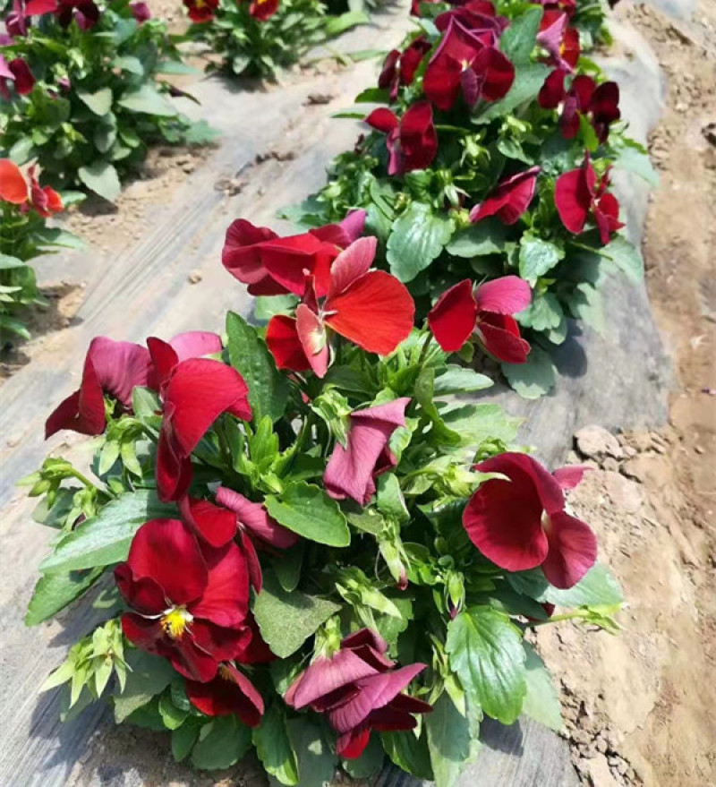 山东三色堇花苗价格三色堇基地销售青州花卉草花直销