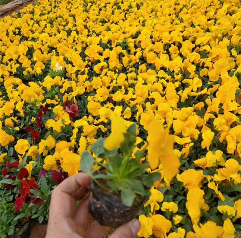 山东三色堇花苗价格三色堇基地销售青州花卉草花直销