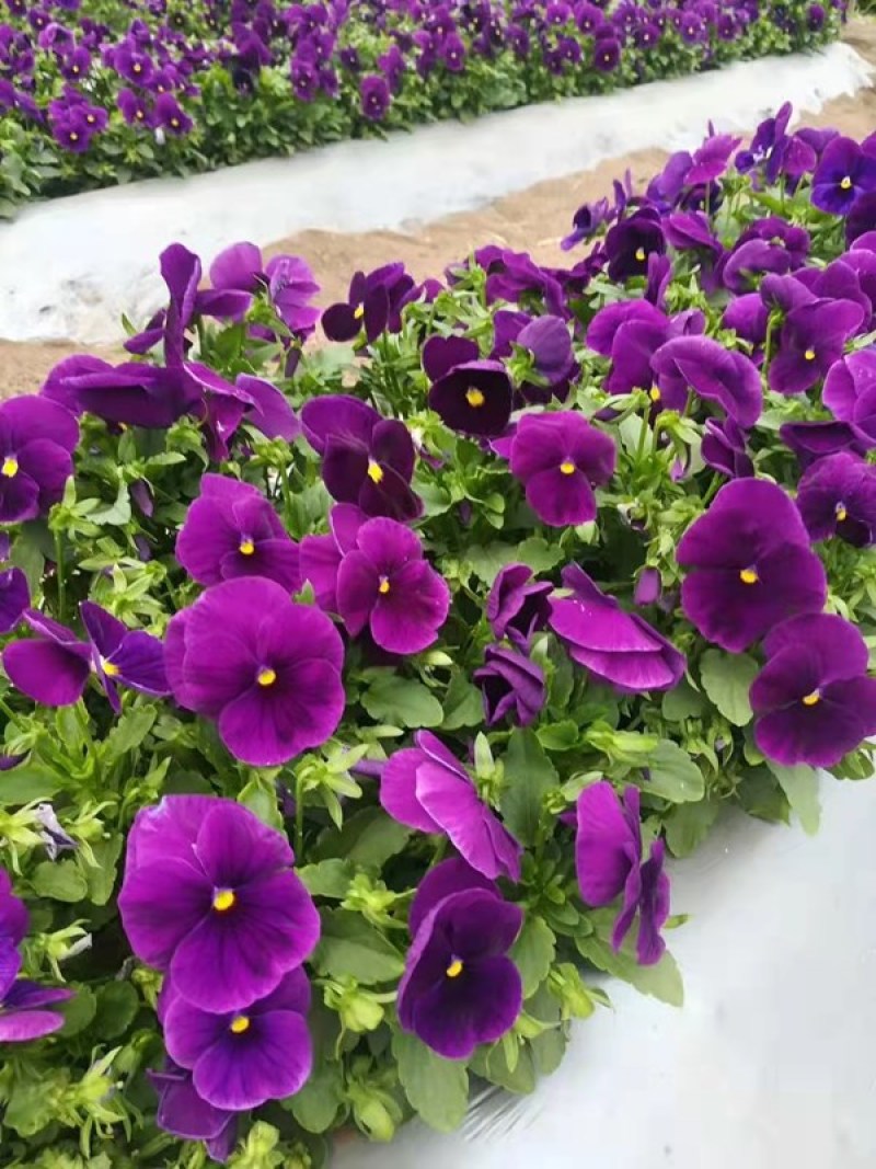 山东三色堇花苗价格三色堇基地销售青州花卉草花直销