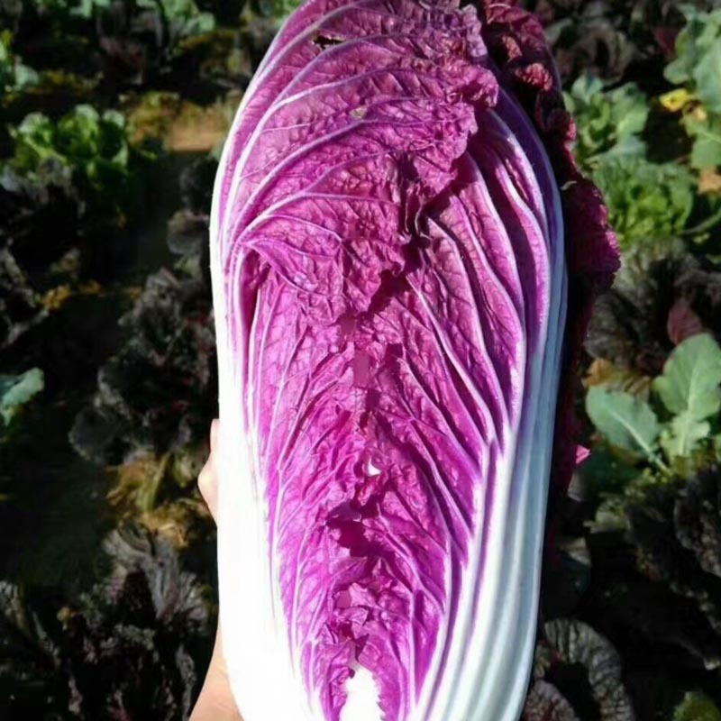 紫白菜种子紫宝5号白菜紫白菜种子中早熟耐抽杂交