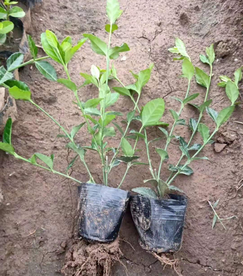小叶扶芳藤园林绿化小苗三江花卉常年大量栽培