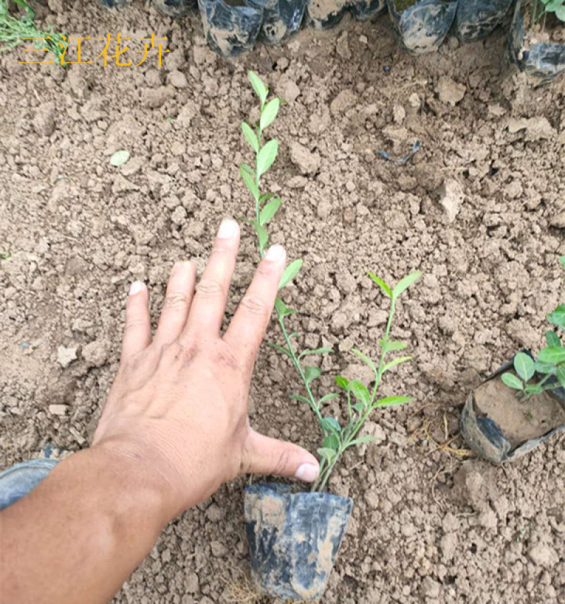 小叶扶芳藤园林绿化小苗三江花卉常年大量栽培