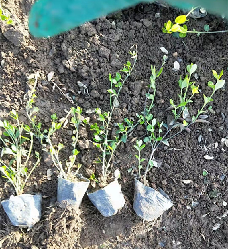小叶扶芳藤园林绿化小苗三江花卉常年大量栽培