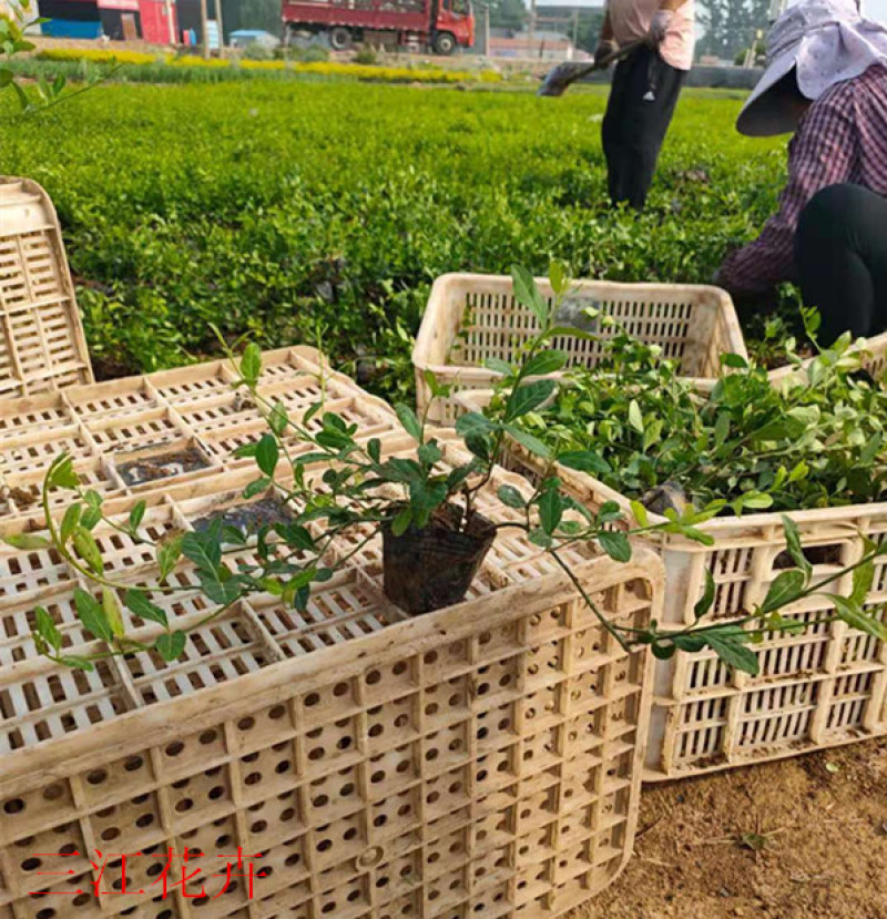 小叶扶芳藤园林绿化小苗三江花卉常年大量栽培
