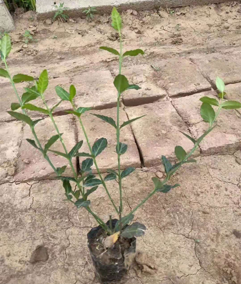 小叶扶芳藤园林绿化小苗三江花卉常年大量栽培
