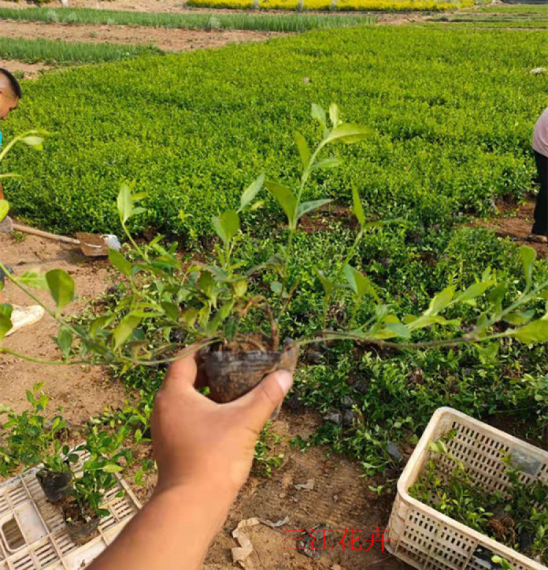 小叶扶芳藤园林绿化小苗三江花卉常年大量栽培