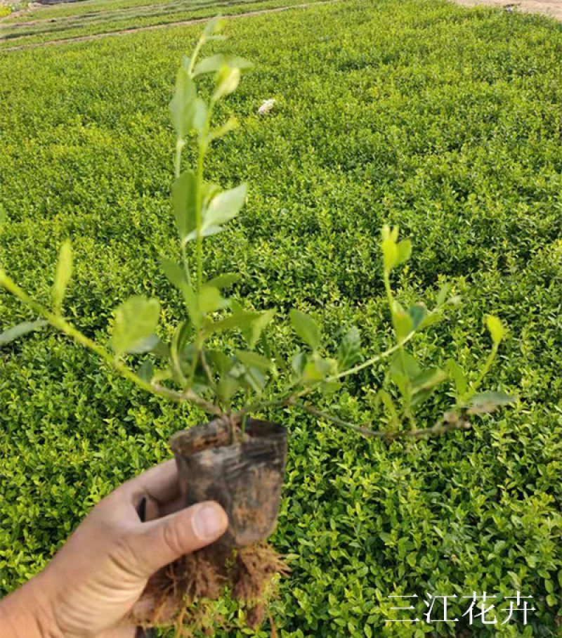 小叶扶芳藤园林绿化小苗三江花卉常年大量栽培