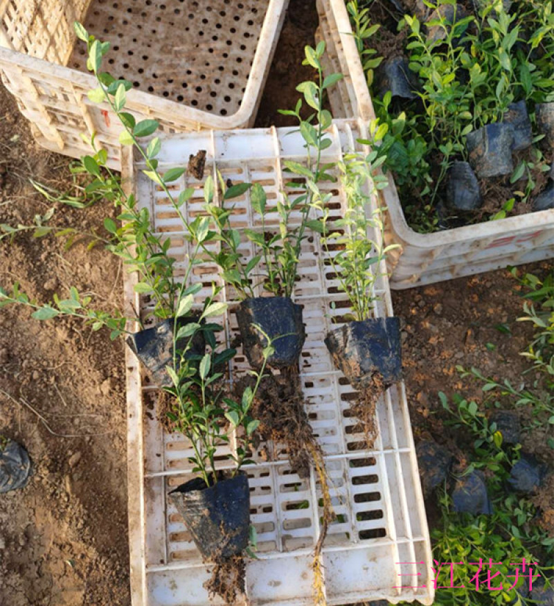 小叶扶芳藤园林绿化小苗三江花卉常年大量栽培