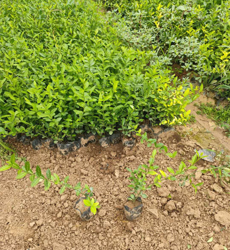 小叶扶芳藤园林绿化小苗三江花卉常年大量栽培
