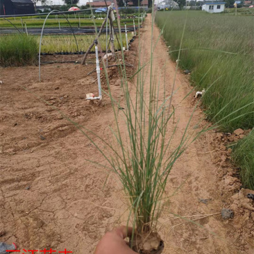 粉黛乱子草长势好青州观赏草毛芒乱子草批发商