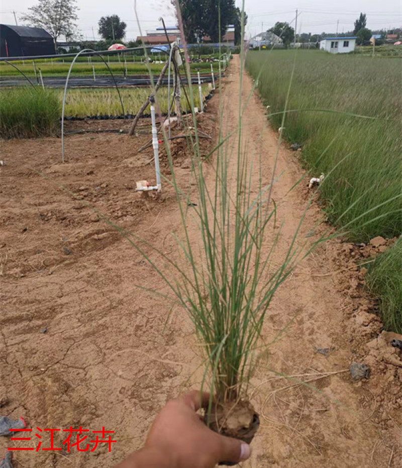 粉黛乱子草长势好青州观赏草毛芒乱子草批发商