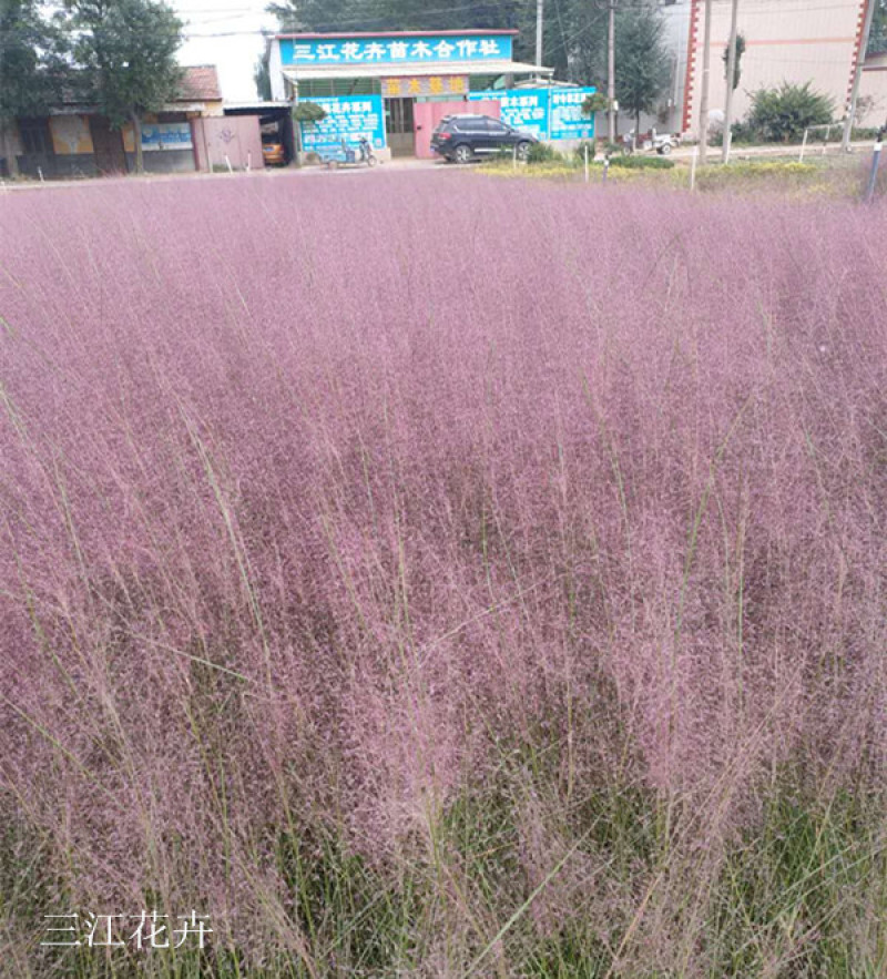粉黛乱子草长势好青州观赏草毛芒乱子草批发商
