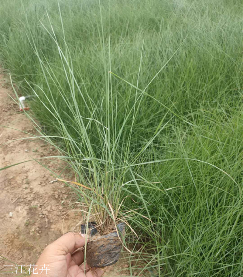 粉黛乱子草长势好青州观赏草毛芒乱子草批发商