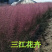 粉黛乱子草长势好青州观赏草毛芒乱子草批发商