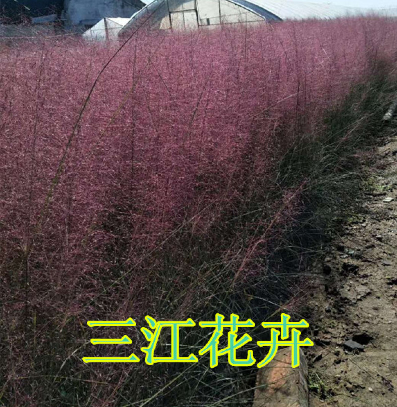 粉黛乱子草长势好青州观赏草毛芒乱子草批发商