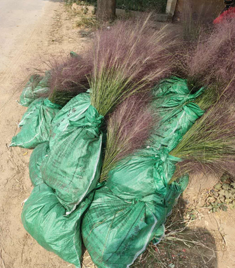 粉黛乱子草长势好青州观赏草毛芒乱子草批发商