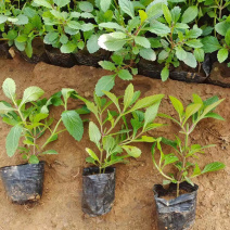盆栽柳叶马鞭草工程苗三江花卉多头马鞭草批发价格