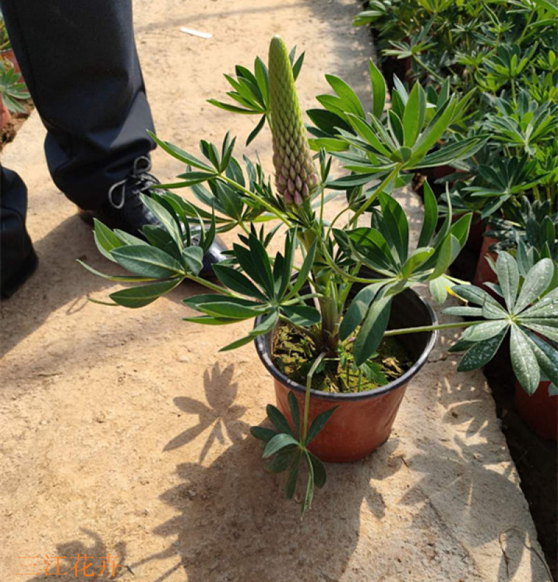 鲁冰花羽扇豆混色多年生花卉阳台盆栽鲁冰花价格