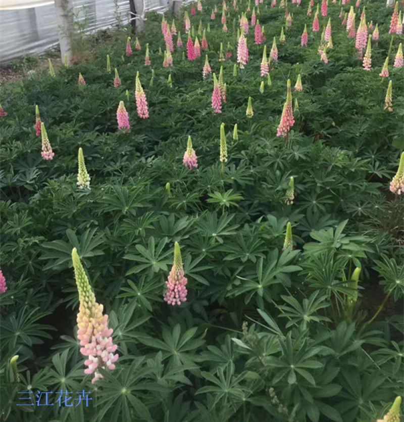 鲁冰花羽扇豆混色多年生花卉阳台盆栽鲁冰花价格