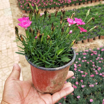 欧石竹小苗耐寒宿根花卉欧石竹山东欧石竹基地批发