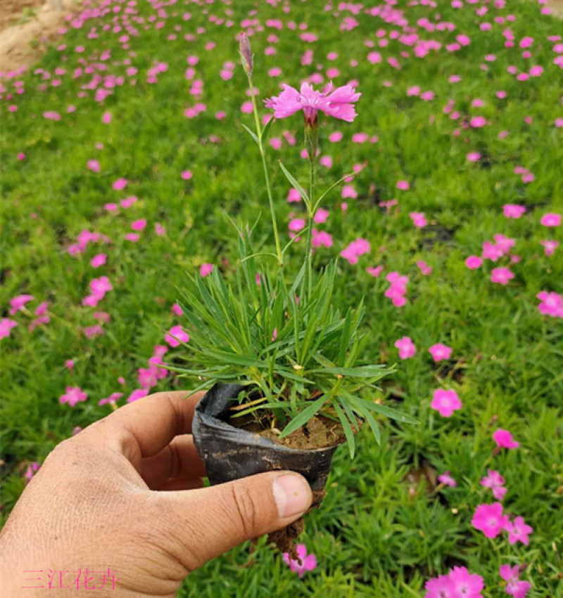 欧石竹小苗耐寒宿根花卉欧石竹山东欧石竹基地批发