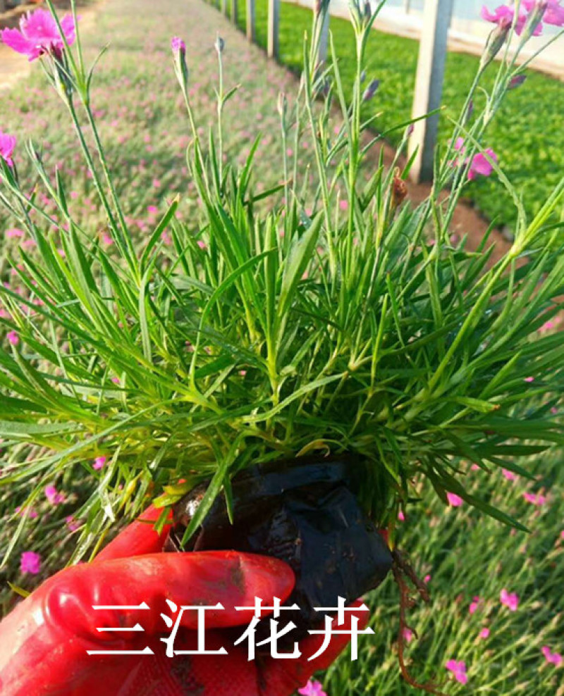 欧石竹小苗耐寒宿根花卉欧石竹山东欧石竹基地批发