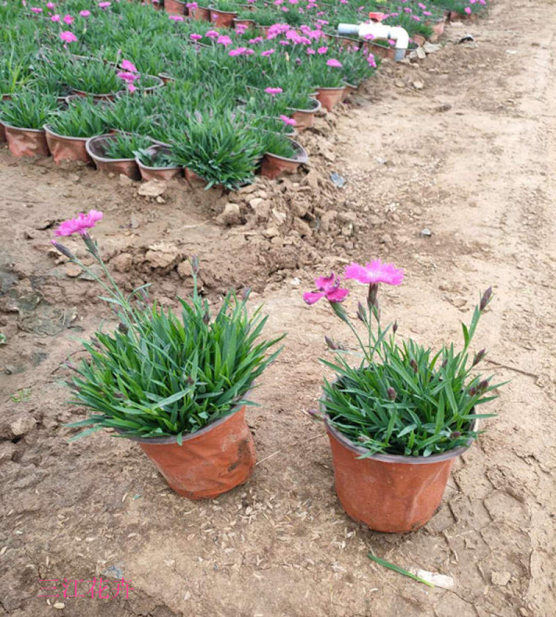 欧石竹小苗耐寒宿根花卉欧石竹山东欧石竹基地批发