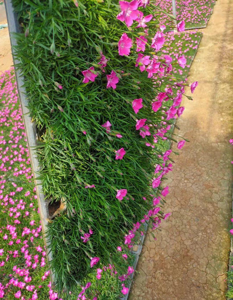 欧石竹小苗耐寒宿根花卉欧石竹山东欧石竹基地批发