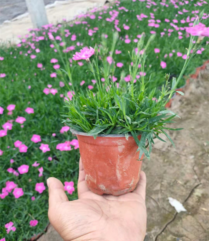 欧石竹小苗耐寒宿根花卉欧石竹山东欧石竹基地批发
