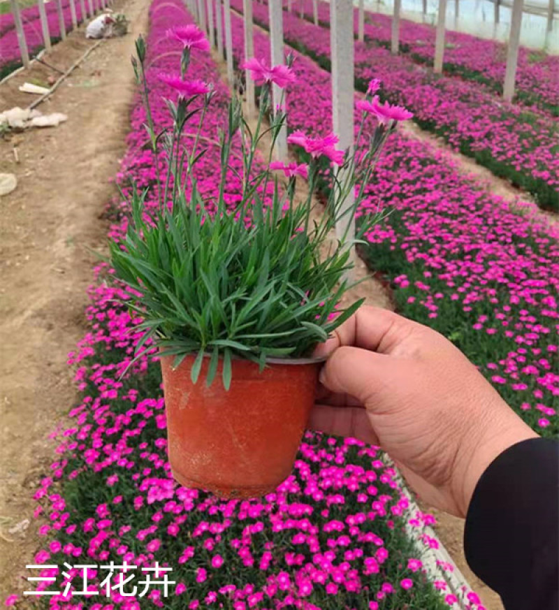 欧石竹小苗耐寒宿根花卉欧石竹山东欧石竹基地批发