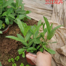 矮生桑托斯马鞭草育苗基地青州桑托斯马鞭草花