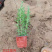 薰衣草花海观赏苗芳香草种植基地上盆薰衣草杯苗