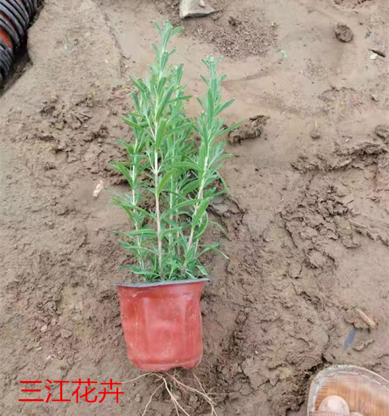 薰衣草花海观赏苗芳香草种植基地上盆薰衣草杯苗