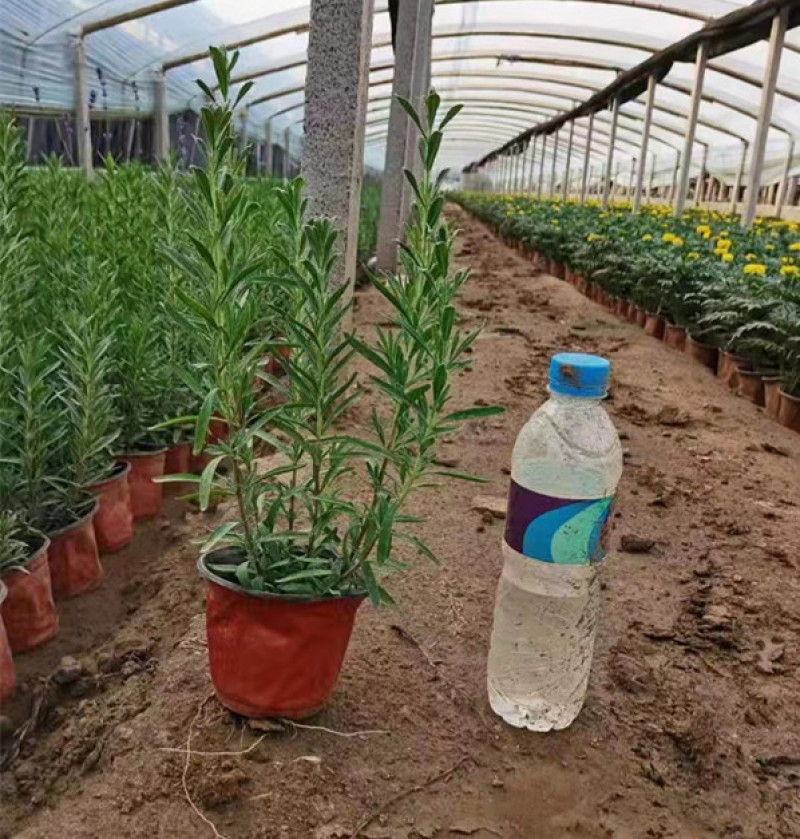 薰衣草花海观赏苗芳香草种植基地上盆薰衣草杯苗